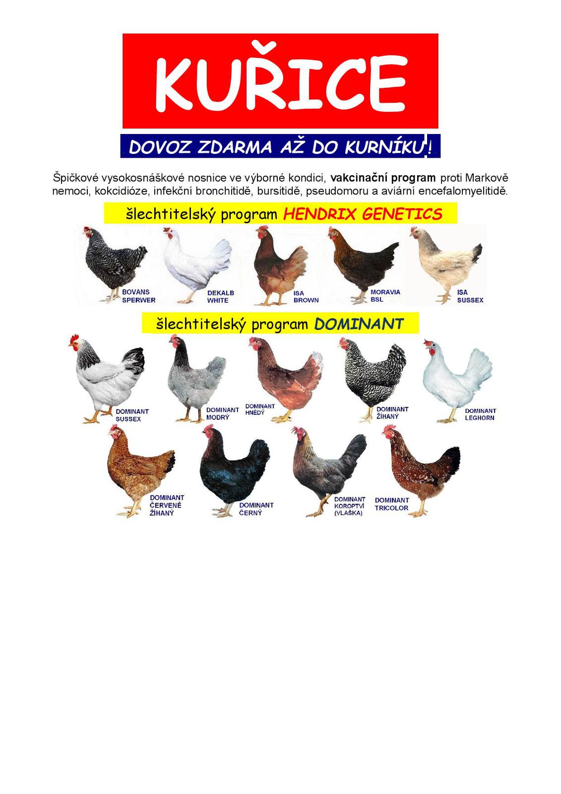 kuřice 1.jpg